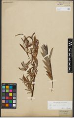 Foto von Salix repens L. x Salix viminalis L.